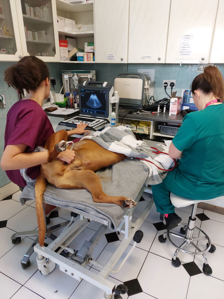 Anderson Veterinary Surgery team, Orpington