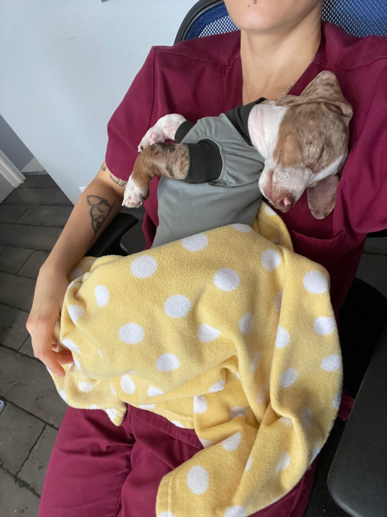 Anderson Veterinary Surgery, Orpington