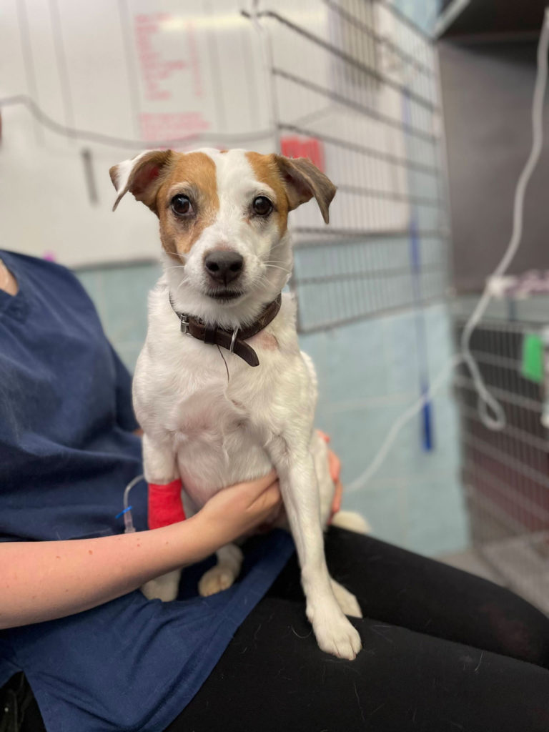 Anderson Veterinary Surgery team, Orpington