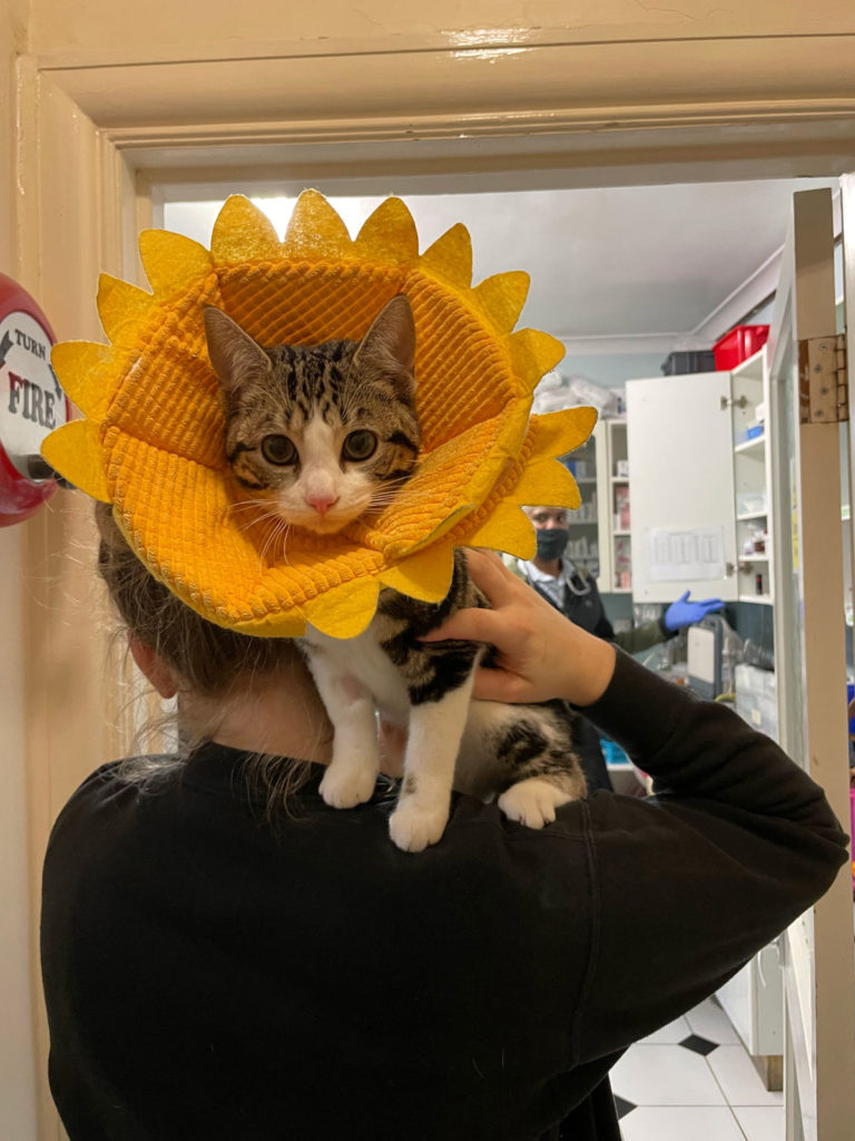 Anderson Veterinary Surgery, Orpington