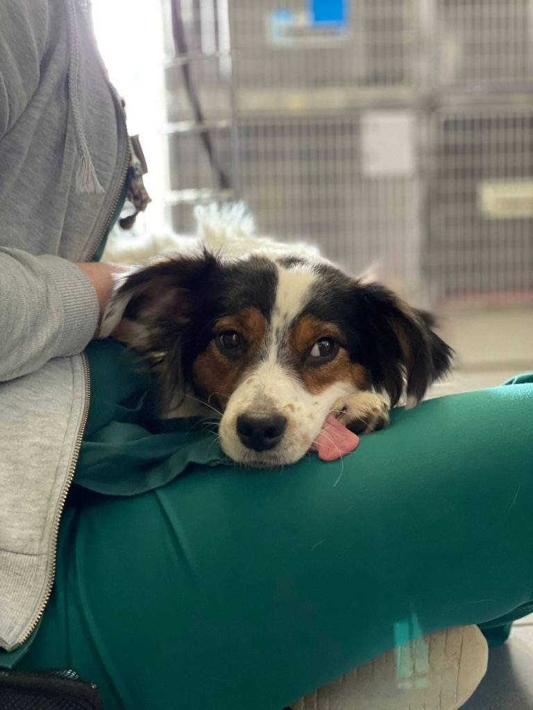 Inside Anderson Veterinary Surgery, Orpington