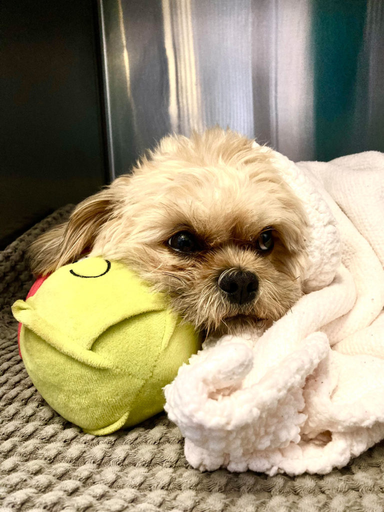 Anderson Veterinary Surgery, Orpington