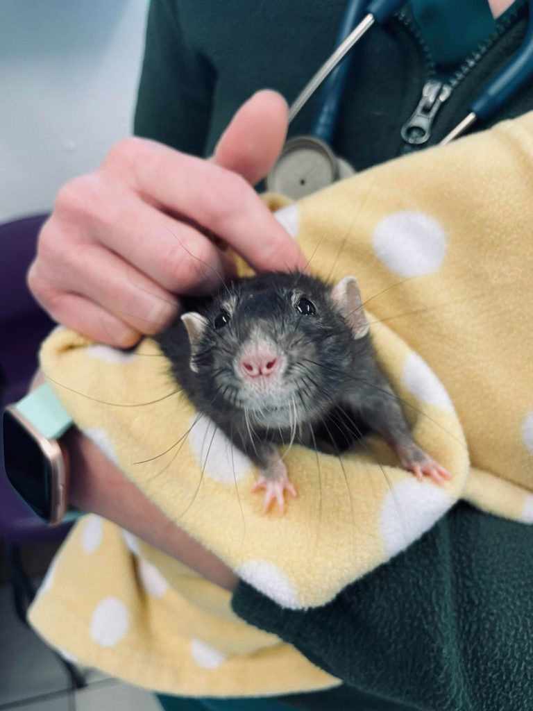 Anderson Veterinary Surgery, Orpington