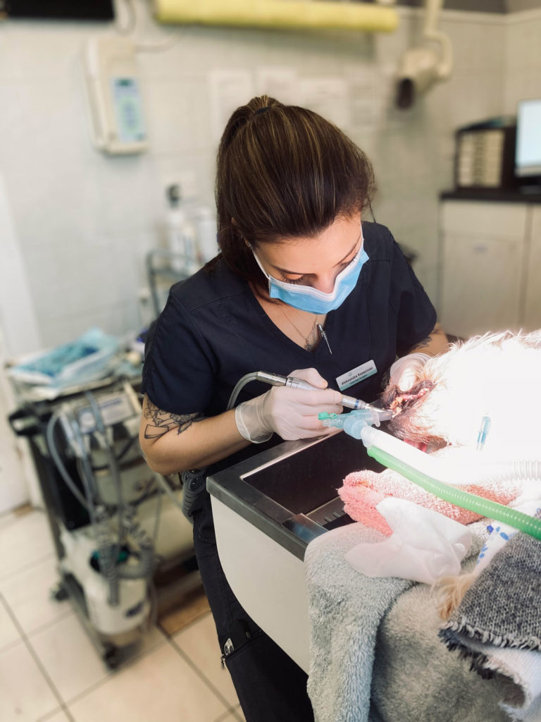 Anderson Veterinary Surgery, Orpington