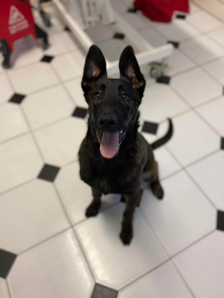 Anderson Veterinary Surgery team at work