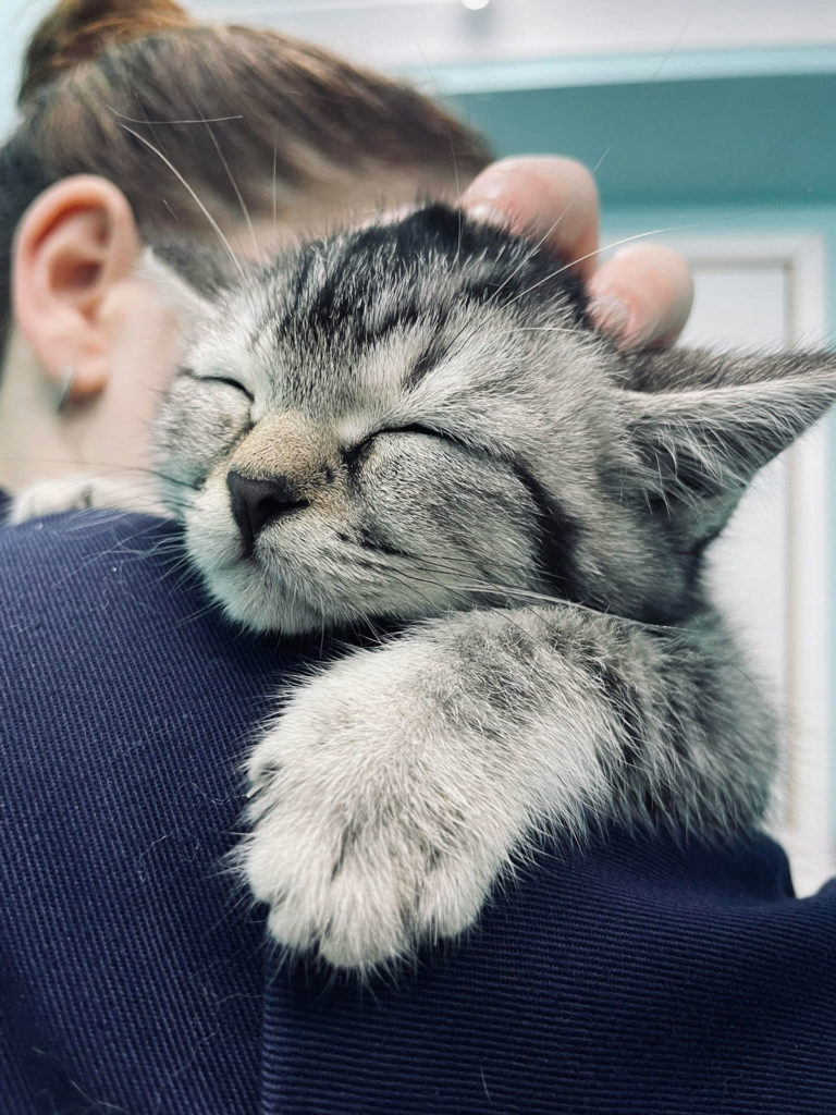 Anderson Veterinary Surgery, Orpington