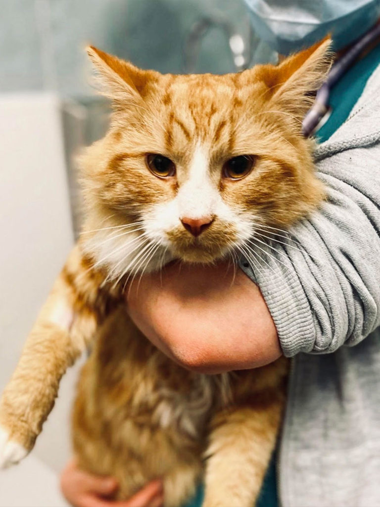 A cat patient at Anderson Veterinary Surgery, Orpington