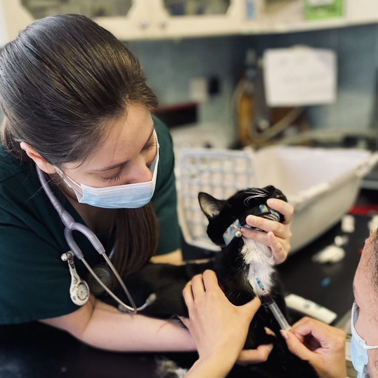 Anderson Veterinary Surgery Veterinary Surgery