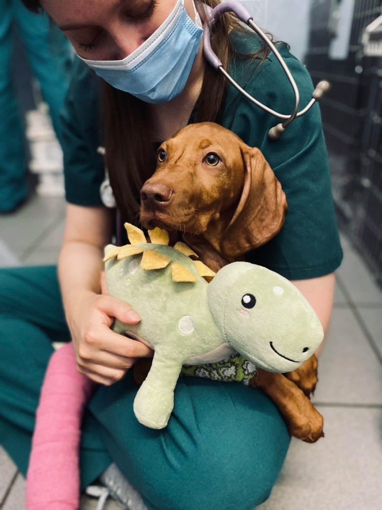 Behind the Scenes Anderson Veterinary Surgery