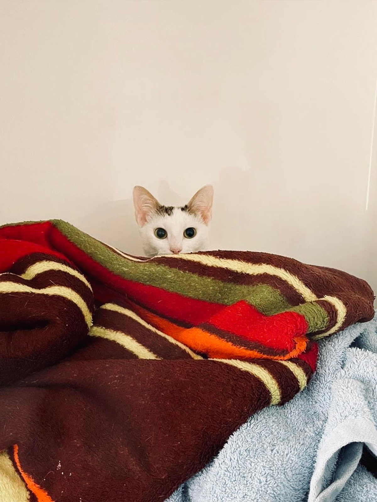 The Buff Orpington Mystery: Uncover the Truth Behind Its Unmatched Beauty!